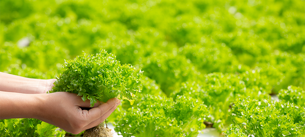 Гидропоника дома: как вырастить рассаду без земли — просто и эффективно