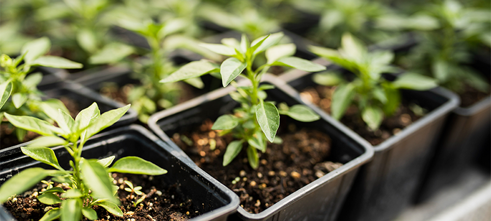 Как выбрать горшки для рассады: разбираем материалы, размеры и дренаж