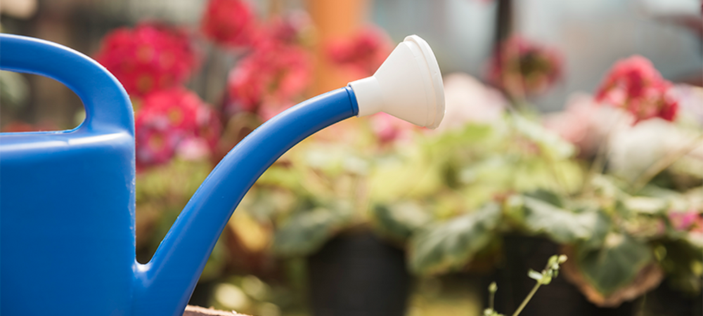 Фитильный полив для рассады и комнатных растений: как сделать своими руками