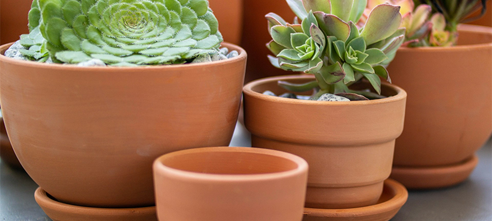 Терракотовый горшок или пластиковый: что лучше для рассады? Сравнение.